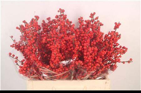 <h4>Ilex Verticilata Red A2</h4>