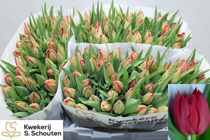 <h4>TU DU BARBOLETA</h4>