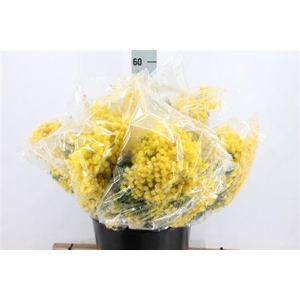 Acacia Mimosa Mirandol Super 400 Gram