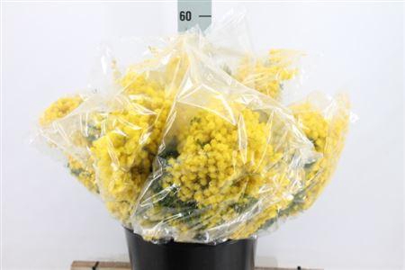 <h4>Acacia Mimosa Mirandol Super 400 Gram</h4>