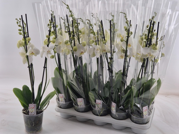 <h4>PHAL OV WIT</h4>