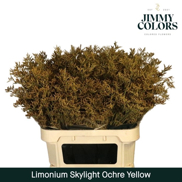<h4>Limonium Skylight L80 Ochre Yellow</h4>