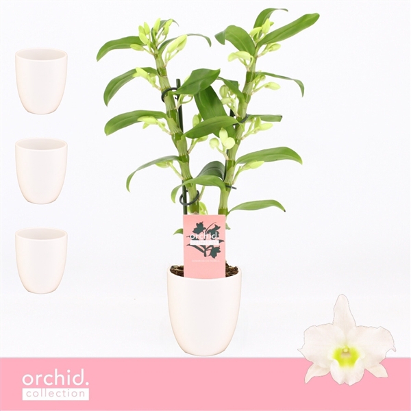 <h4>Dendrobium Nobilé, Apollon 2-spike Compact in Lotte White 'Orchid Collection'</h4>