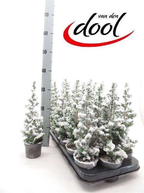 <h4>CHAMAECYPARIS THYOIDES TOP POINT P9 + SNOW</h4>