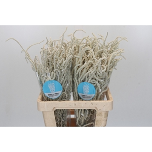 Amaranthus Yearming Desert
