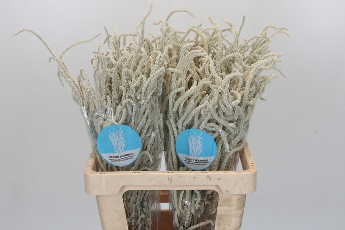 Amaranthus Yearming Desert