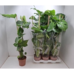 MONSTERA DELICIOSA