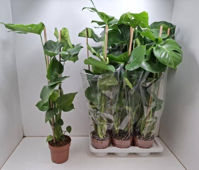 <h4>MONSTERA DELICIOSA</h4>