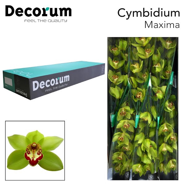 <h4>Cymbidium Mrs Maxima 60 cm Super</h4>