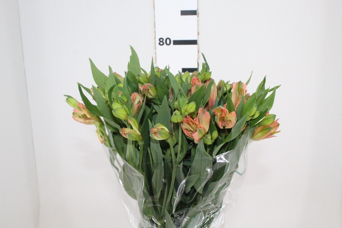 <h4>ALSTROEMERIA OPTIMA 080 CM</h4>