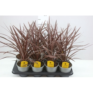 Cordyline Aus Red Star