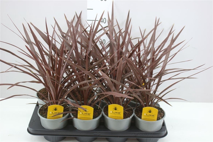 <h4>Cordyline Aus Red Star</h4>