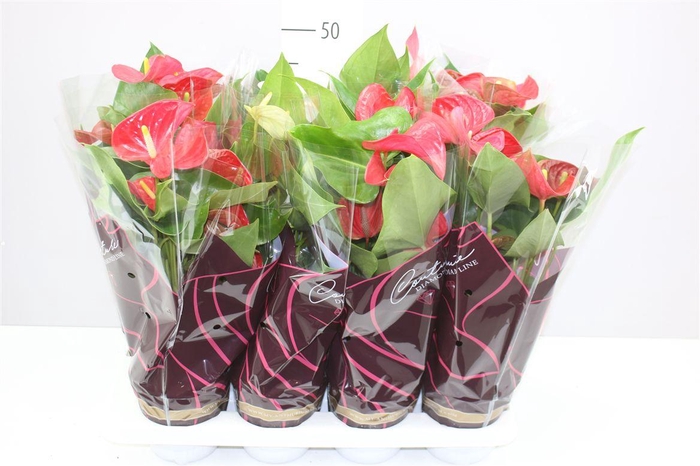 <h4>Anth An Gemengd</h4>