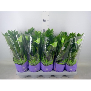 Zamioculcas zamiifolia