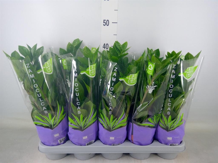 <h4>Zamioculcas zamiifolia</h4>