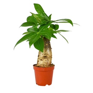 Pachira Aquatica 9 cm trunk