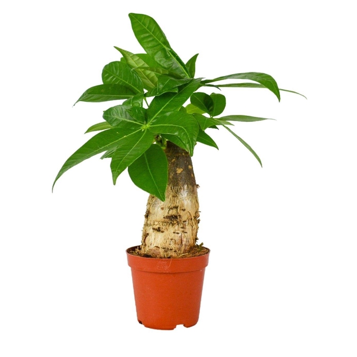 <h4>PACHIRA AQUATICA</h4>