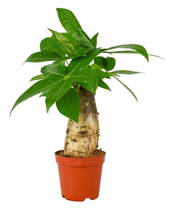 <h4>Pachira Aquatica 9 cm trunk</h4>