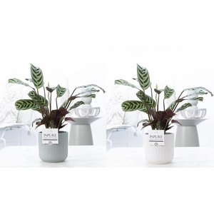 Ctenanthe Burle Marxii in P&PURE Sophie ceramics ass. 2