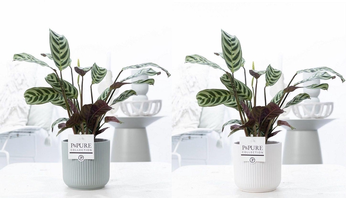<h4>Ctenanthe Burle Marxii in P&PURE Sophie ceramics ass. 2</h4>