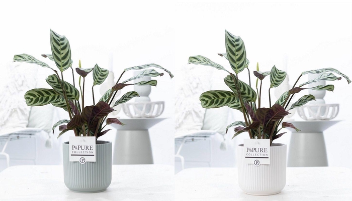 <h4>Ctenanthe Burle Marxii in P&PURE Sophie ceramics ass. 2</h4>
