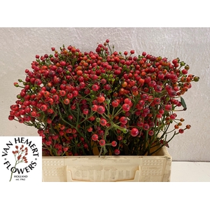 ROSA RED PEARL HIPHO