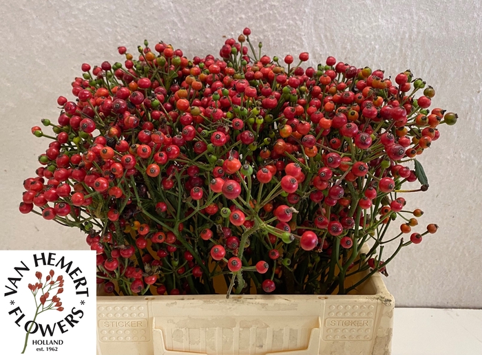 <h4>ROSA RED PEARL HIPHO</h4>