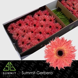 Gerbera Spider Sensini Doos