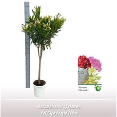 <h4>Nerium oleander op stam wit</h4>