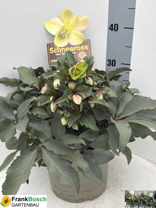 <h4>HELL HGC M CHRISTO</h4>