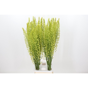 Eremurus Shelford Yellow Sun