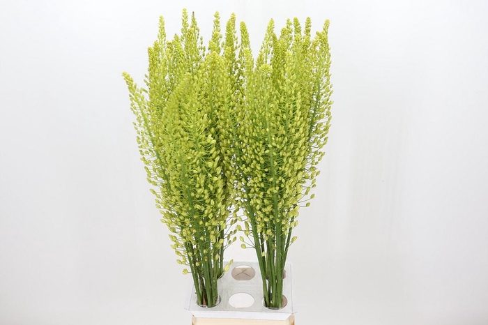 <h4>Eremurus Shelford Yellow Sun</h4>