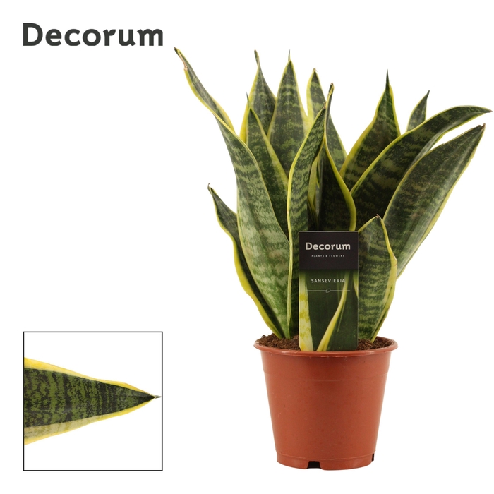 <h4>Sansevieria Superba 12 cm (Decorum)</h4>
