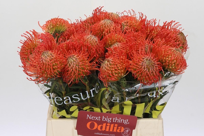 <h4>Nutans Succession</h4>