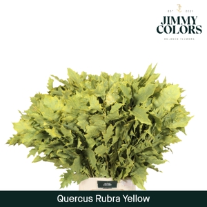 Quercus Rubra L80 Klbh. Yellow