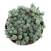 Succulenten overig Fenestraria rhopalophylla, SU8015