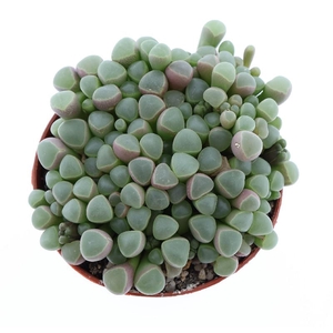 Succulenten overig Fenestraria rhopalophylla, SU8015