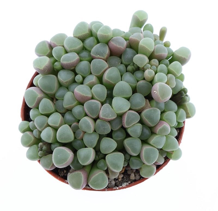 <h4>Succulenten overig Fenestraria rhopalophylla, SU8015</h4>
