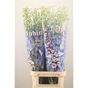 Delph Du Noa Pale Blue