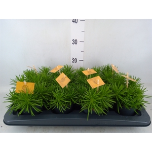 Senecio archeri 'Himalaya'