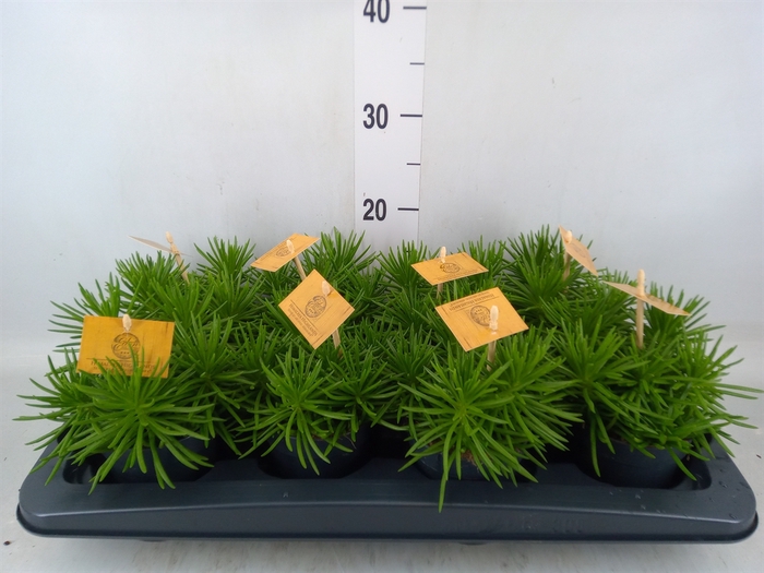 <h4>Senecio archeri 'Himalaya'</h4>