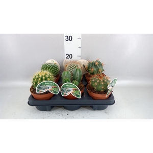 Cactus ...mix