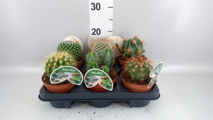 <h4>Cactus   ...mix</h4>