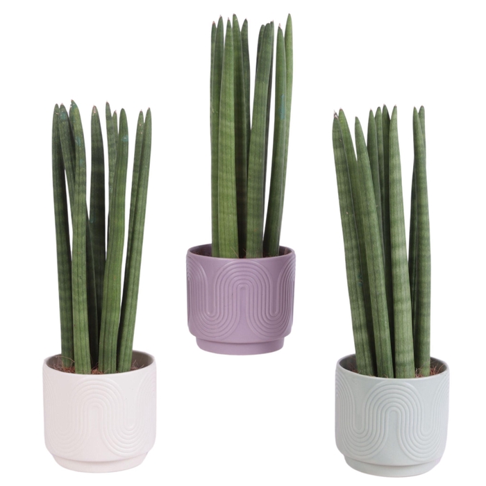 <h4>Sansevieria Cylindrica Straight 10 Leaf Ø14cm Ceramic SE571</h4>