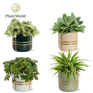 Groene kamerplanten