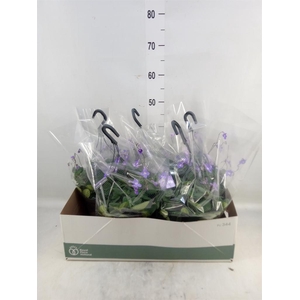 Streptocarpus saxorum