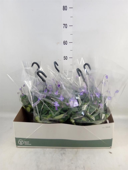<h4>Streptocarpus saxorum</h4>