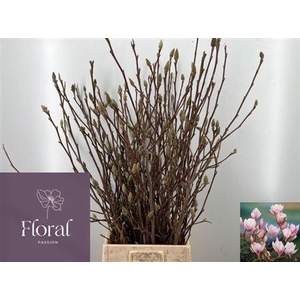 T Magnolia Grandiflora 100cm