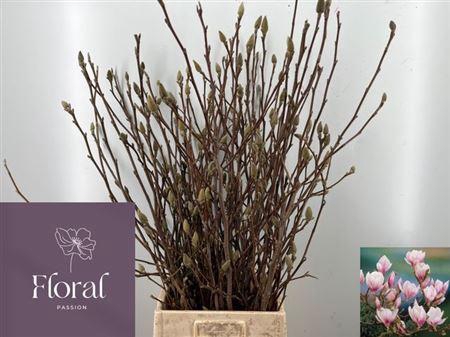 <h4>T Magnolia Grandiflora 100cm</h4>