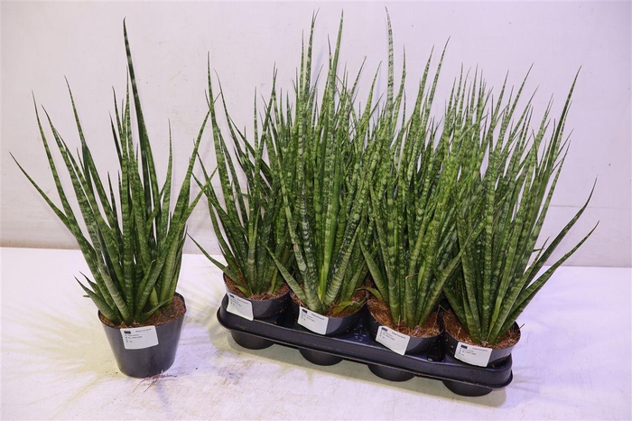 <h4>arr8 Sansev Cylindrica Ov</h4>